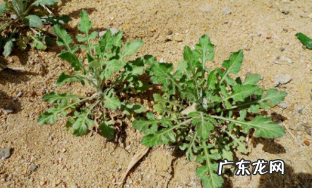 泥胡菜什么味道,泥胡菜苦味有毒