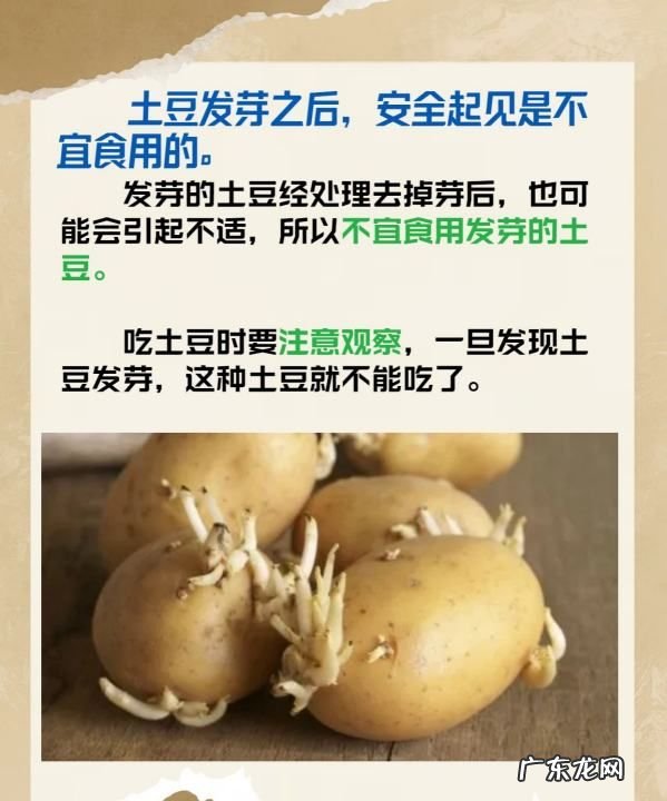 土豆长了一点点小芽可以吃,土豆发芽了还可以吃