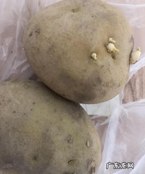 土豆长了一点点小芽可以吃,土豆发芽了还可以吃