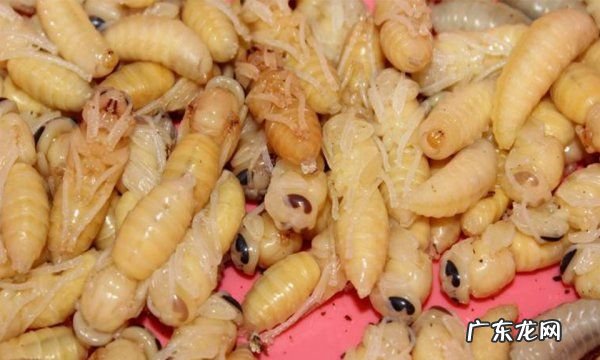 蜂蛹怎么吃最有营养,蜂蛹的最佳食用方法