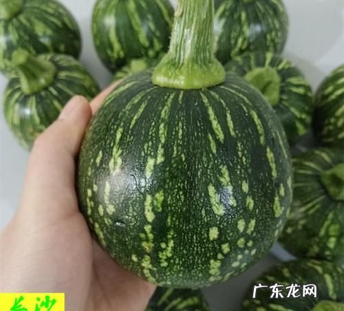 绿皮小南瓜营养价值功效,绿南瓜的功效与作用