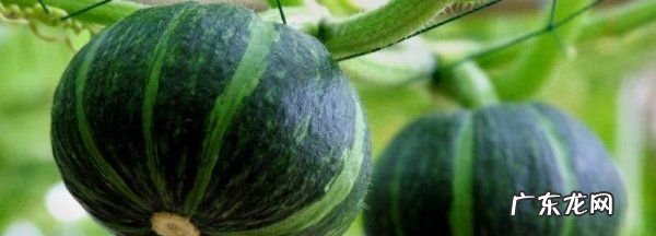 绿皮小南瓜营养价值功效,绿南瓜的功效与作用