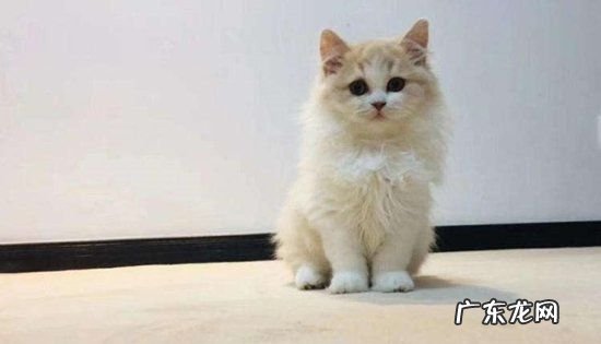 短脚猫是什么品种的猫咪,短腿猫曼基康