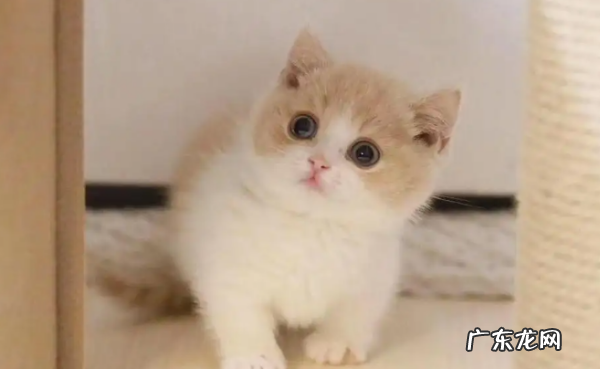 短脚猫是什么品种的猫咪,短腿猫曼基康