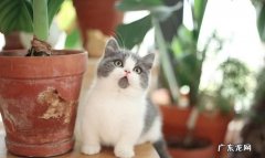 短脚猫是什么品种的猫咪,短腿猫曼基康