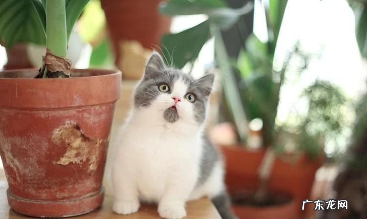 短脚猫是什么品种的猫咪,短腿猫曼基康