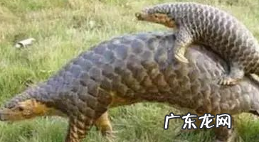 地球上唯一的鳞甲类哺乳动物是什么,地球上唯一的鳞甲类哺乳动物是
