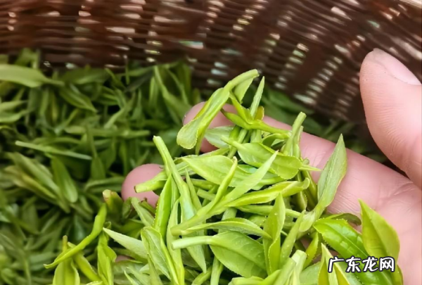 明前茶和雨前茶有什么区别,雨前茶和明前茶的区别是什么