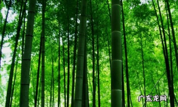 为什么竹子用盐水煮,为什么竹子用盐水煮多久