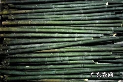 为什么竹子用盐水煮,为什么竹子用盐水煮多久