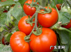 粉柿子和西红柿区别,铁皮柿子和西红柿有什么区别