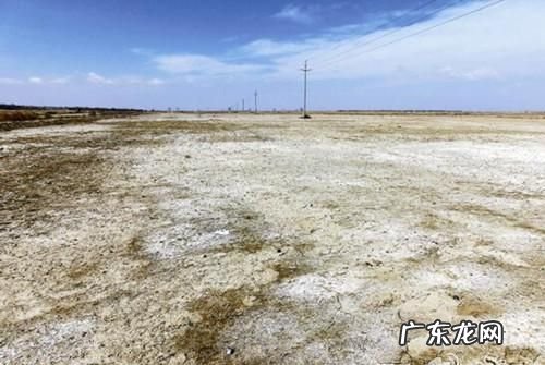 矾肥水怎么不臭,屋里养花有味怎么去除