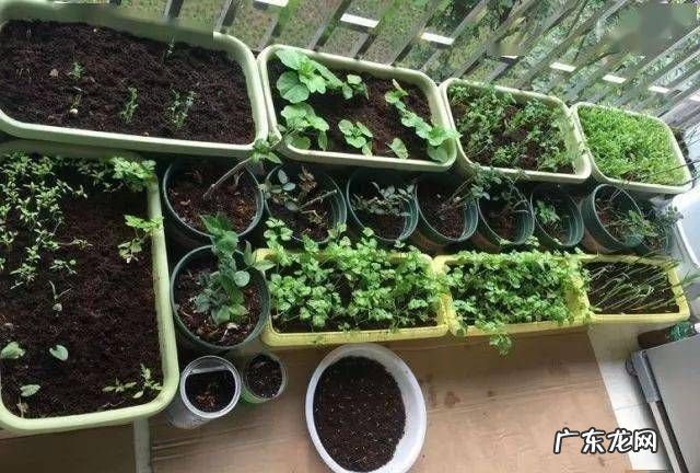 矾肥水怎么不臭,屋里养花有味怎么去除