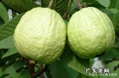 番石榴怎么预防果蝇虫,番石榴