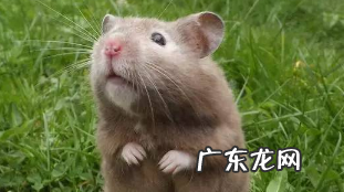 老鼠啃过的东西还能吃,老鼠咬过的东西还能吃烧开了