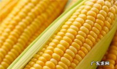 玉米可以当主食,玉米可以当主食吃