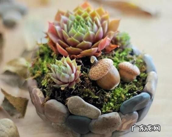 普通石子可以种多肉,多肉植物的泥土可不可以用外面的小石子种植