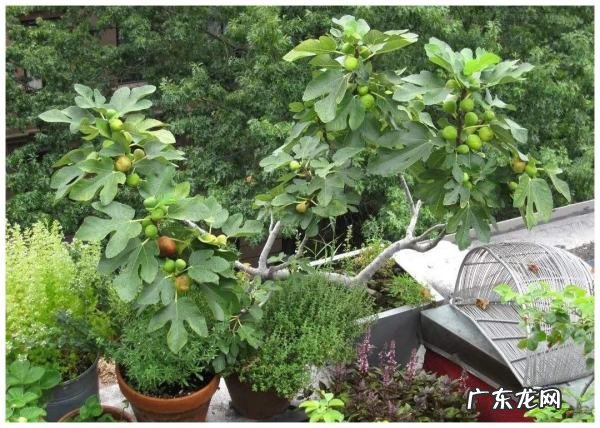 无花果掉果的原因怎样解决,无花果树为什么坐不住果子