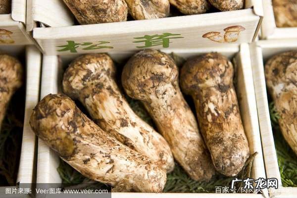 松茸的保鲜及食用方法,新鲜松茸的功效与作用及食用方法保存