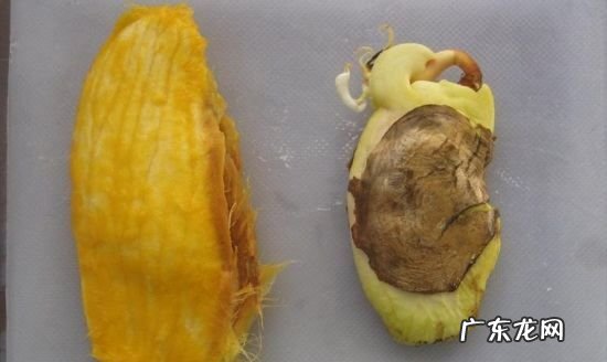 芒果核怎么清洗,芒果核怎样做发卡