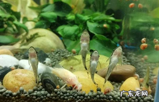 鱼缸中鱼屎的清理妙招,鱼缸中鱼屎的清理妙招