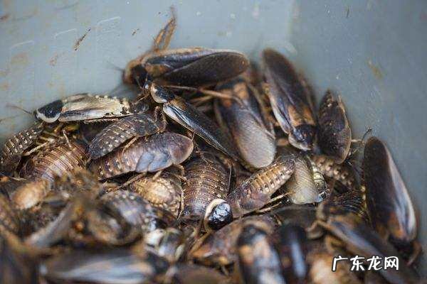 蟑螂靠什么存活,蟑螂的生命力为何如此顽强