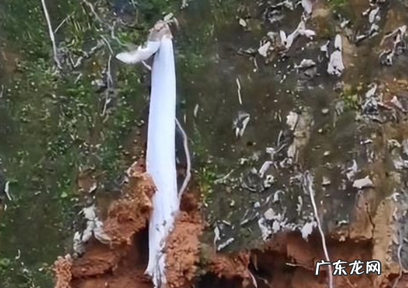 鸡枞有没有毒,鸡枞菌怎么做好吃