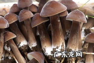 鸡枞有没有毒,鸡枞菌怎么做好吃