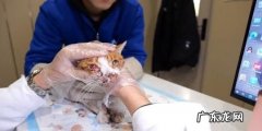 猫的心脏在哪一个位置,猫的心脏在哪个位置图