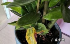 金钱树叶子有黄斑怎么回事,金钱树叶子发黄怎么办