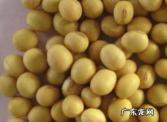 豆子要煮多久才熟,煮黄豆需要多长时间窍门