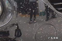 汽车虫胶去除小窍门,车漆虫胶干了清理不掉怎么办