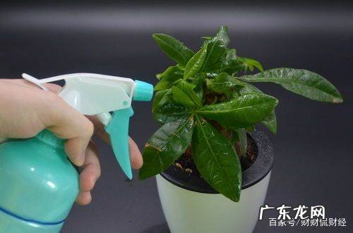 白醋兑水可以消灭蚧壳虫,杀虫剂自制方法