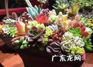 白醋兑水可以消灭蚧壳虫,杀虫剂自制方法
