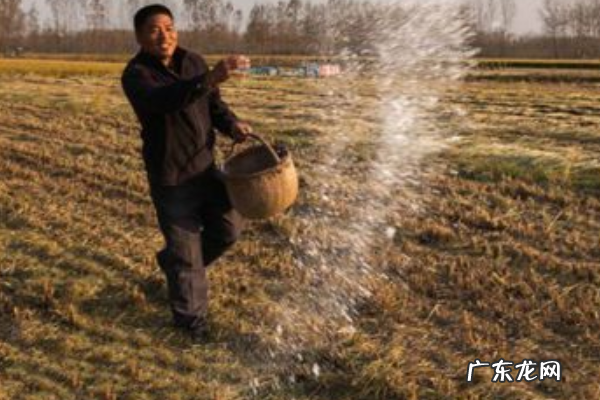油枯的发酵和使用方法,油枯怎么做肥料