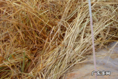 油枯的发酵和使用方法,油枯怎么做肥料