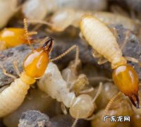 白蚁最怕什么植物,什么植物可以驱除蚂蚁