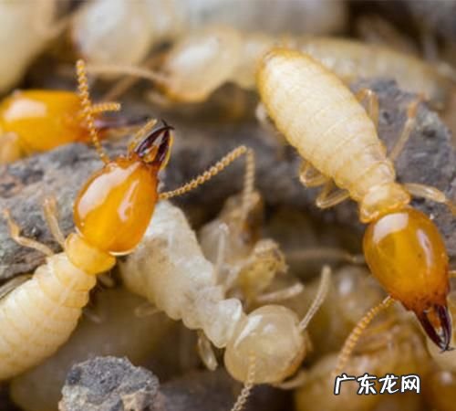 白蚁最怕什么植物,什么植物可以驱除蚂蚁