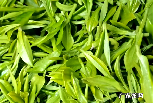 明前茶和雨前茶外观如何区分,明前茶和雨前茶的区别哪个好