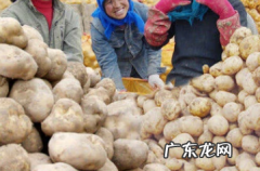 发芽的土豆可以吃有没有毒,土豆发芽还能吃最佳答案