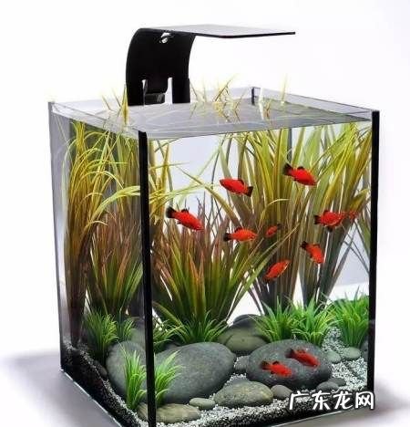 怎么用水缸改鱼缸,如何自制鱼缸