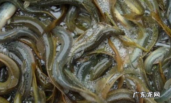 养泥鳅池塘怎么挖,泥鳅的养殖技术要怎样养殖最好