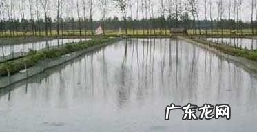 养泥鳅池塘怎么挖,泥鳅的养殖技术要怎样养殖最好
