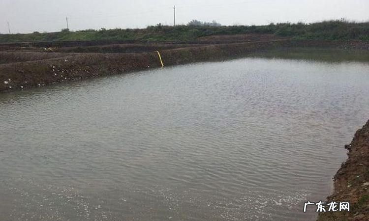 养泥鳅池塘怎么挖,泥鳅的养殖技术要怎样养殖最好