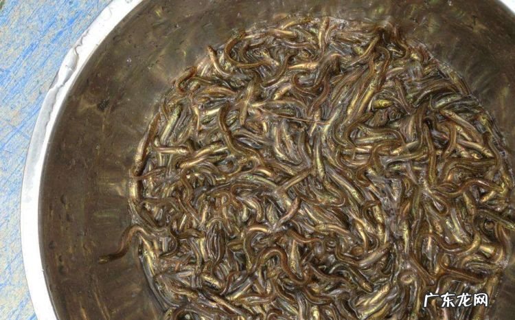 养泥鳅池塘怎么挖,泥鳅的养殖技术要怎样养殖最好