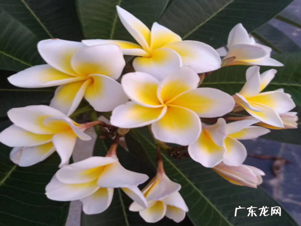 鸡蛋花是什么,鸡蛋花是什么