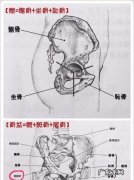 骨盆是哪一个部位,盆骨在哪个位置人体