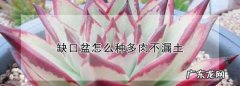 多肉植物无孔花盆怎么栽培,缺口盆怎么种多肉不漏土