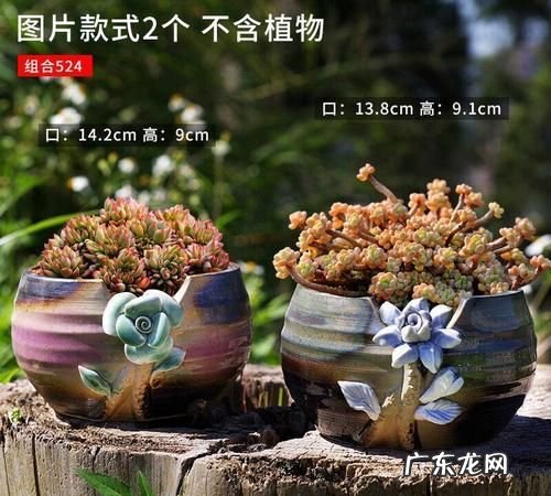 多肉植物无孔花盆怎么栽培,缺口盆怎么种多肉不漏土