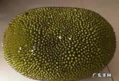 菠萝蜜怎么催熟,菠萝蜜如何催熟比较快